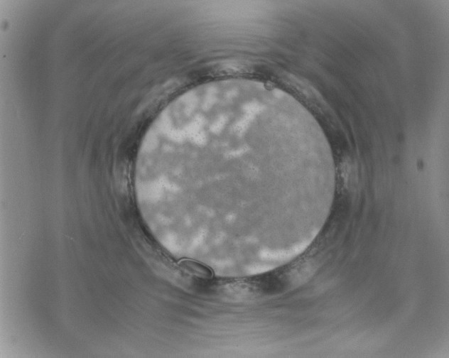 X0000074330423200609152101