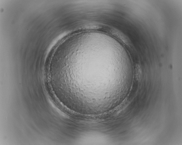 X0000074330726200609152056