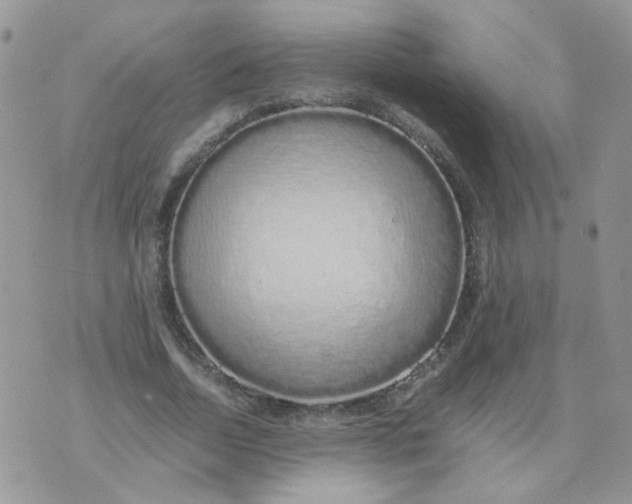 X0000074330730200609152056