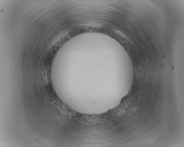 X0000074330774200609152056