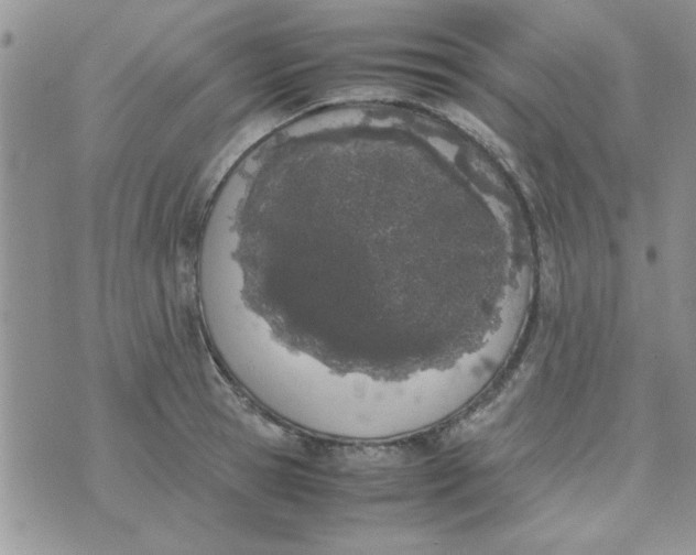 X0000074330945200609152053