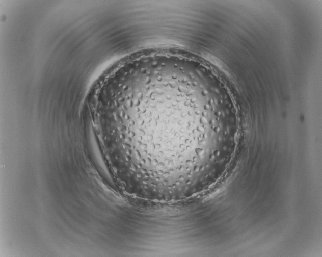 X0000074331022200609152051