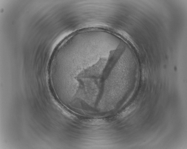 X0000074331024200609152052