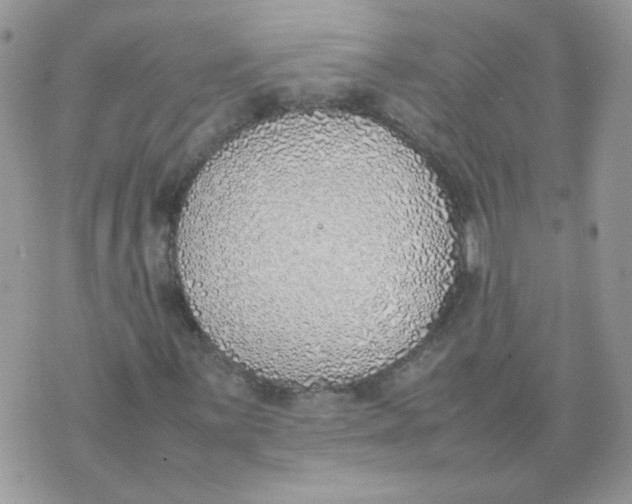 X0000074331059200609152051