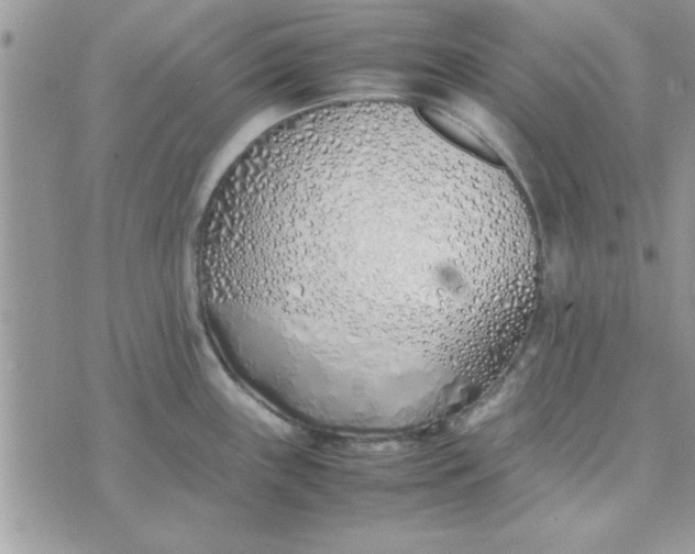 X0000074331243200609152049