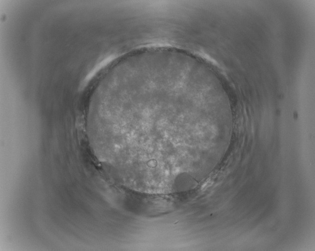 X0000074331255200609152048