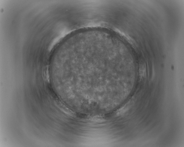 X0000074331262200609152048