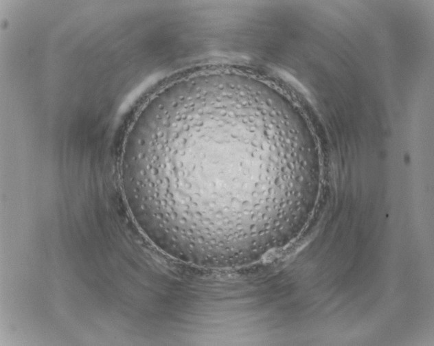 X0000074331310200609152047