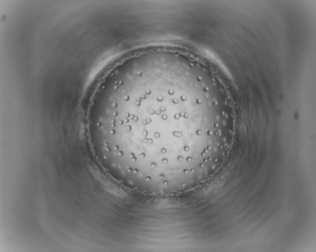 X0000074331360200609152046