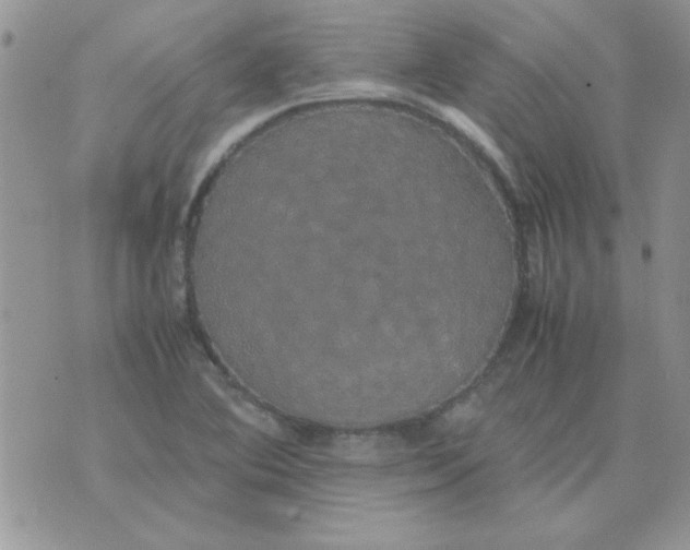 X0000074331364200609152046