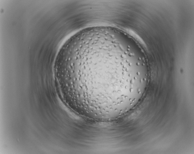 X0000074331380200609152046