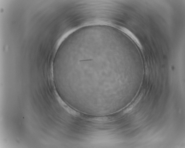 X0000074331388200609152046