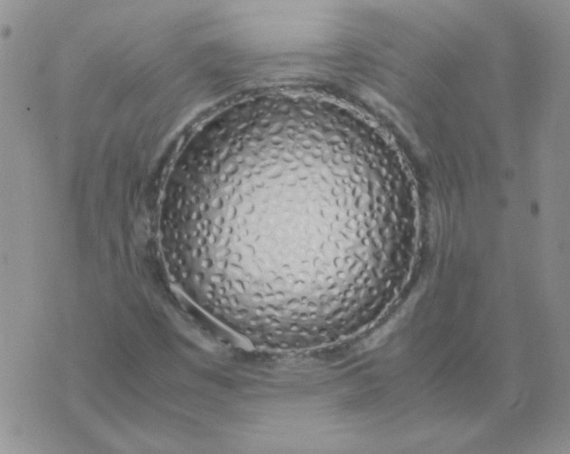 X0000074331449200609152045