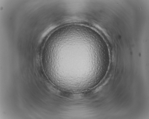 X0000074331453200609152045