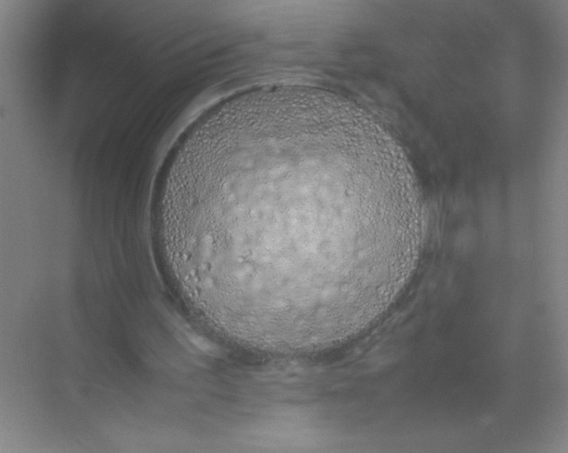 X0000074330195200609230101