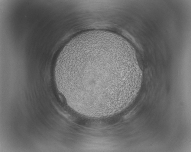 X0000074330203200609230101