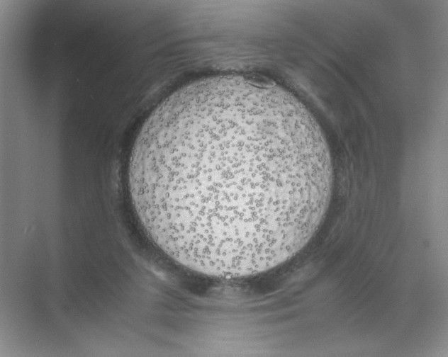 X0000074330211200609230101