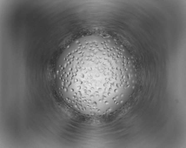 X0000074330276200609230100