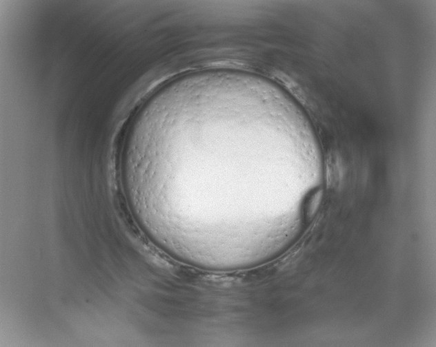 X0000074330339200609230058