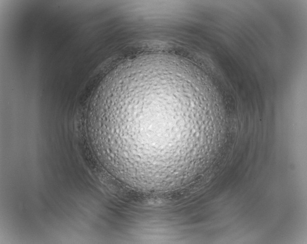 X0000074330360200609230058