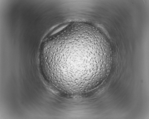 X0000074330395200609230058