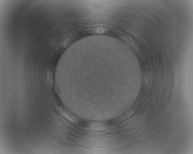 X0000074330568200609230055