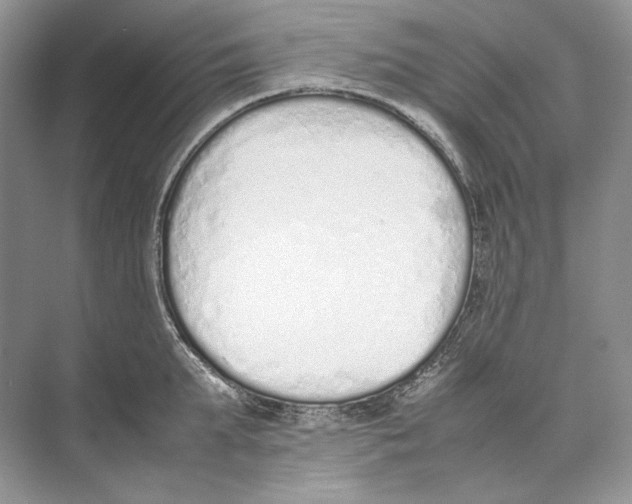 X0000074330903200609230049