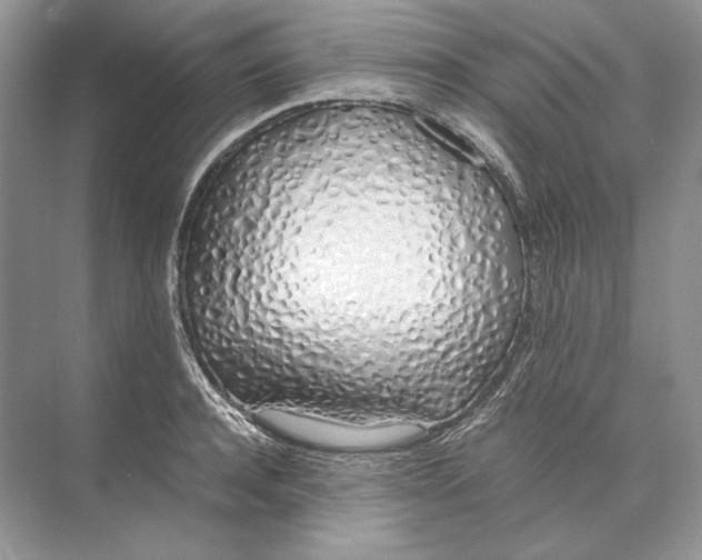 X0000074330944200609230049