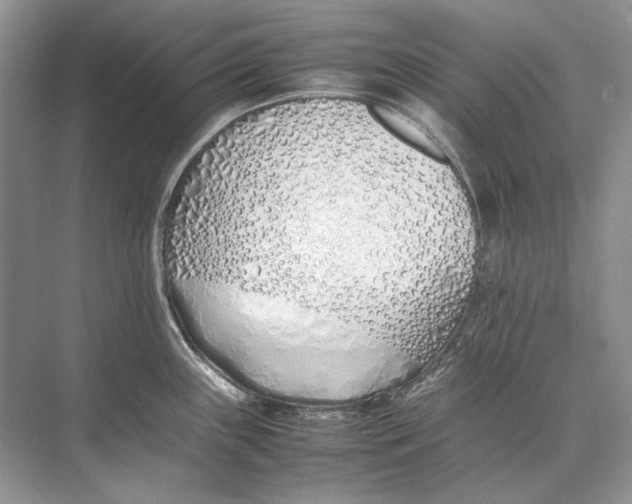 X0000074331243200609230044