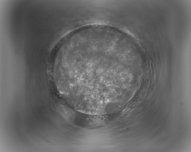 X0000074331255200609230043