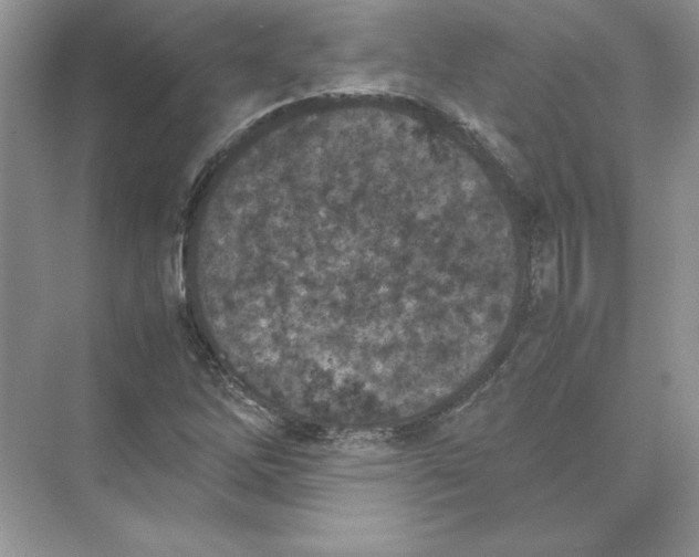 X0000074331262200609230043