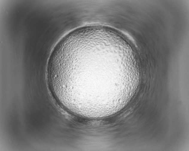 X0000074331279200609230043