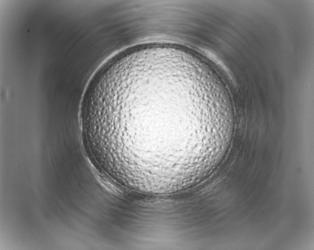 X0000074331372200609230041