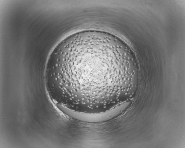 X0000074331536200609230039