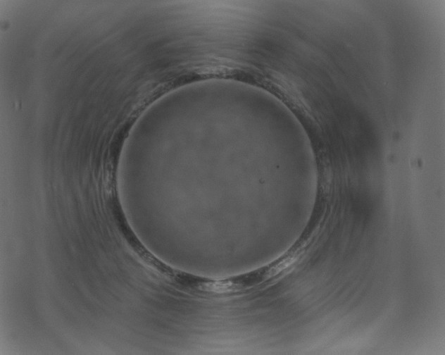 X0000074340273200608251358