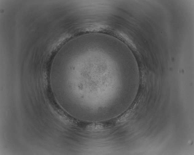 X0000074340354200608251356