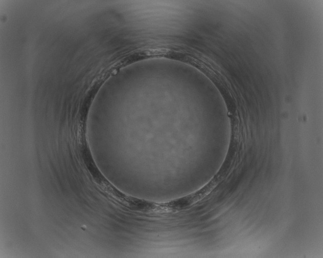 X0000074340604200608251353