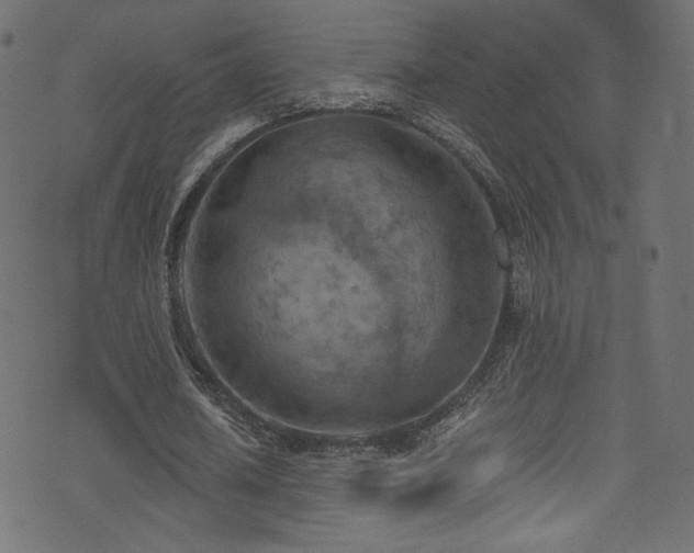 X0000074340626200608251351