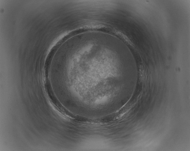 X0000074340726200608251350