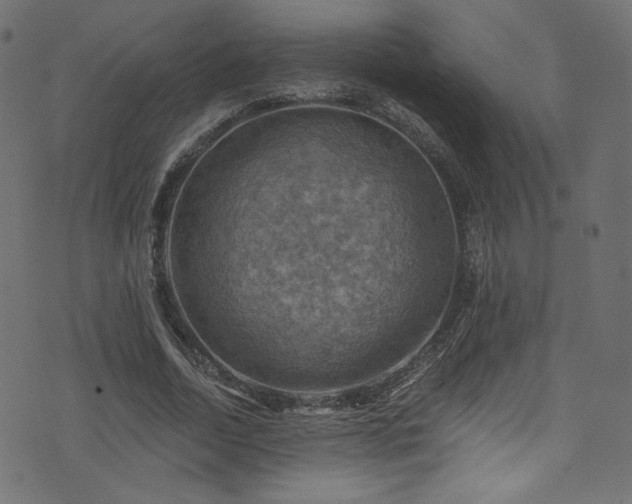 X0000074340730200608251350