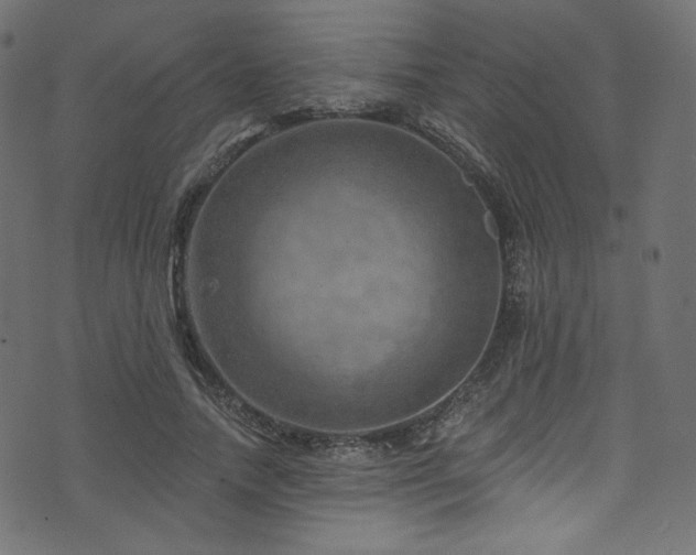 X0000074340738200608251350