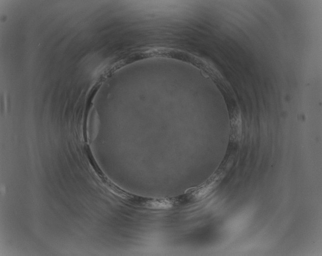 X0000074340765200608251351