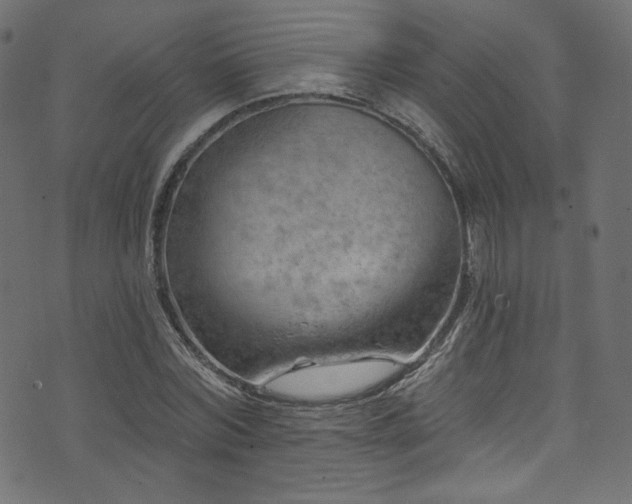 X0000074340780200608251350