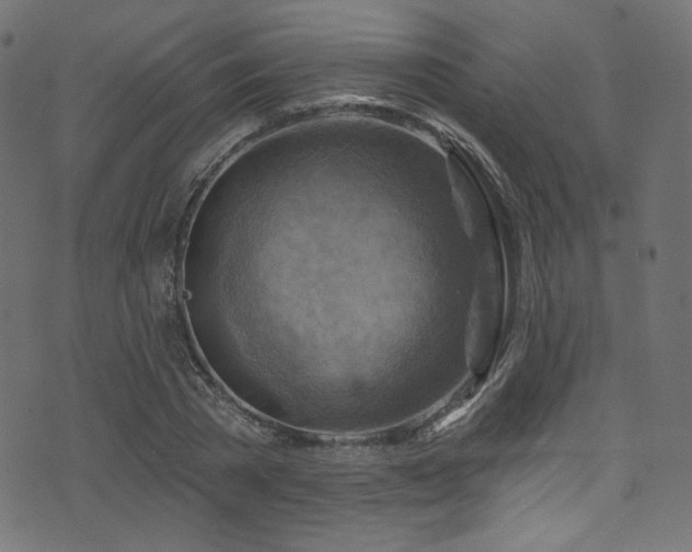 X0000074340785200608251350