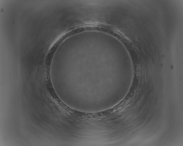 X0000074341208200608251342