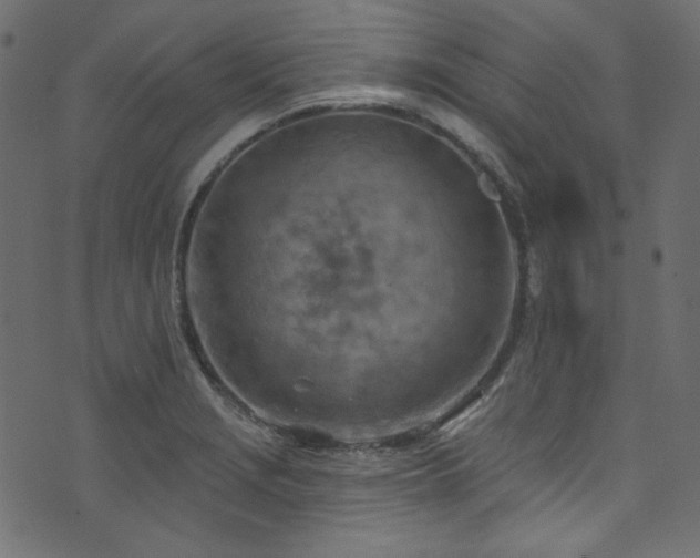 X0000074341229200608251343