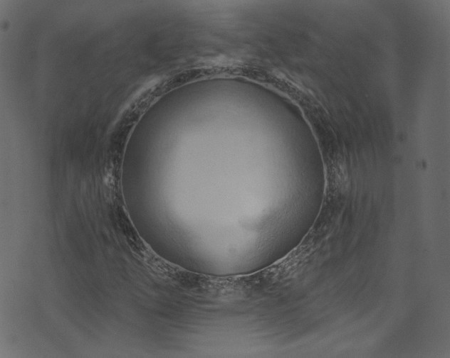 X0000074341254200608251342