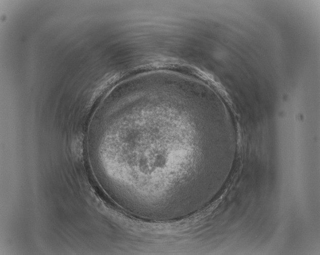 X0000074340010200609011639