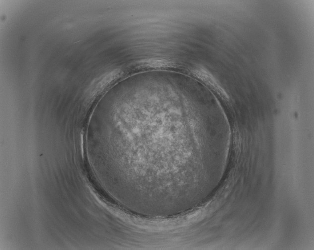 X0000074340014200609011639