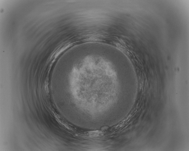 X0000074340050200609011638